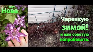 картинка: Зимнее черенкование клематисов.