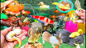 Bắt Các Con Vật và Chim Dễ Thương, Bắt Mèo Tittok Dễ Thương, Cá Koi, Cá Axolotl, Cá Vàng, Thỏ, Vịt