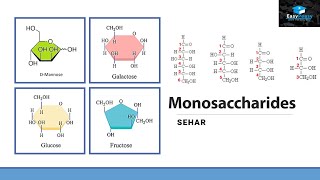 What Are Monosaccharides?