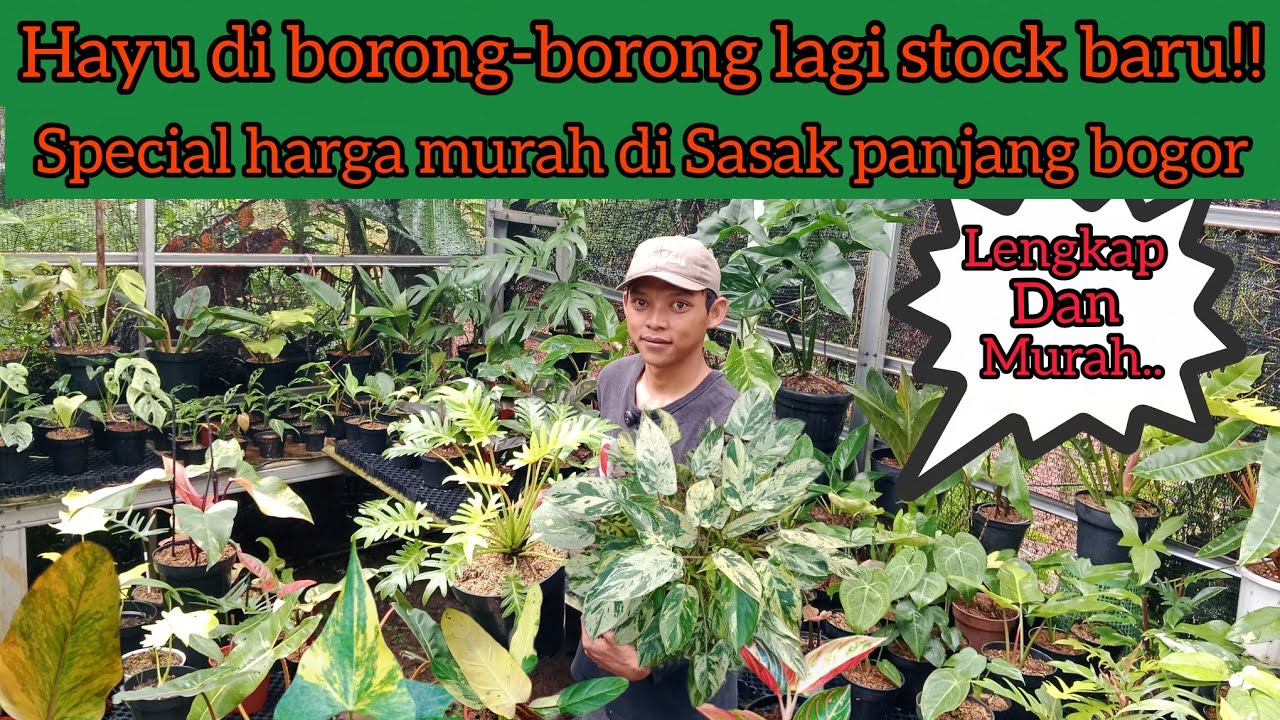 HAYU DI BORING-BORONG LAGI STOCK BARU‼️SPECIAL HARGA MURAH DI SASAK PANJANG BOGOR⁉️