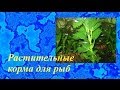 Растительные корма для рыб своими руками