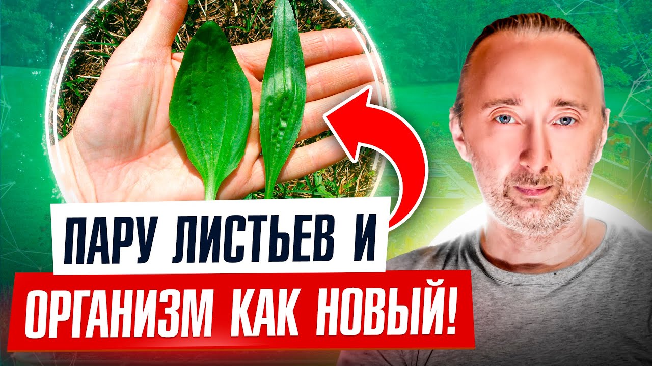 Все проходят мимо, а зря: ЕГО листья лечат желудок, кишечник, легкие, и ...