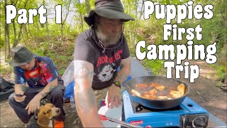 Puppies First Tent Camping Trip Next To A Amazing River
