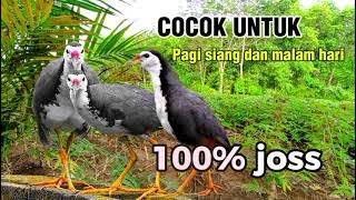 SUARA PIKAT BURUNG RUAK-RUAK || COCOK UNTUK PIKAT RUAK RUAK DI SEMUA WAKTU 