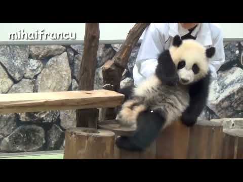 Cute pandas playing on the slide