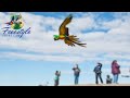 Clipped Miligold Macaw Learns Freeflight | Part 2 | Clipped Birds Can Fly Away!