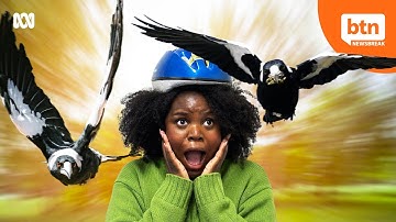 Why Do Magpies Swoop?