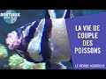 La vie de couple chez certains poissons - Les Animaux de la 8