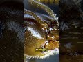 Ants Don’t Sleep—They Hack It!