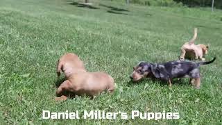 Daniel Miller's Mini Dachshund Puppies G by Mt Hope Puppies 29 views 6 days ago 1 minute, 5 seconds