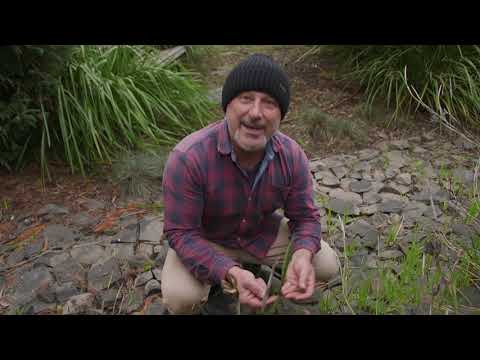 Tips On Controlling Psyllid on Lilly Pilly and Transplanting Self Germinated Dietes hqdefault