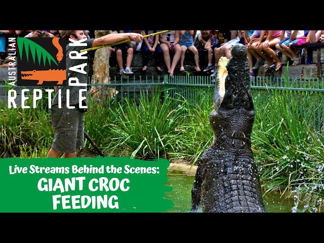 SALTWATER CROCODILE WATER JUMP FEEDING (LIVE FOOTAGE) | AUSTRALIAN REPTILE PARK