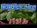 ゆっくり毒物vol.145　バジル【ゆっくり解説】