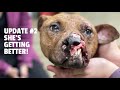 Dying Forest Dog Fighting For Its Life Rescued By Bears is Getting Better!