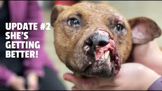 Dying Forest Dog Fighting For Its Life Rescued By Bears is Getting Better!