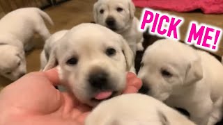 PICK OF THE LITTER!  Adorable Lab Puppies considered for future of HDL family