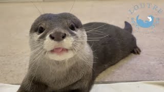 カワウソ界のコメディアン、おだしに密着してみたら・・・　Otter Comedian Odashi's Strange Routine