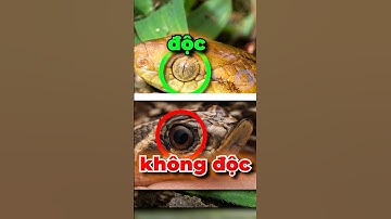 CÁCH PHÂN BIỆT RẮN ĐỘC | 😨 #facts #amazingfacts #thaukinhdongvat
