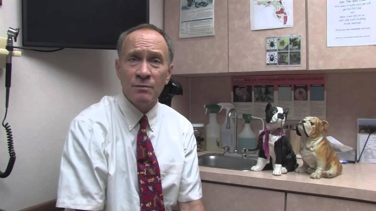 How to Raise Low Platelet Counts in Dogs - YouTube