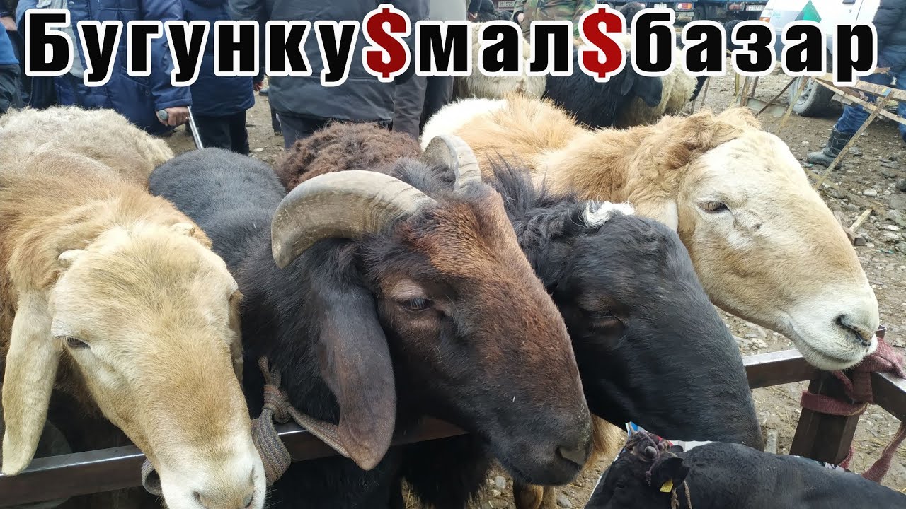 Машина базар ош бугунку