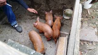 Romanian little pigs