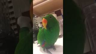 My Eclectus Talking