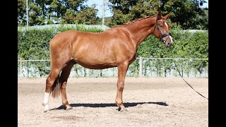 Harvey *2022 promising youngster flat work