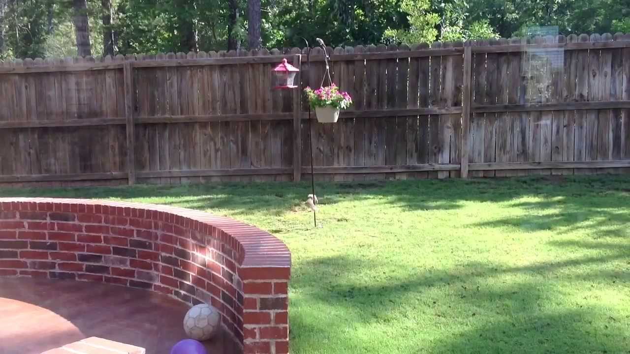 Squirrel On Oiled Bird Feeder Pole Youtube