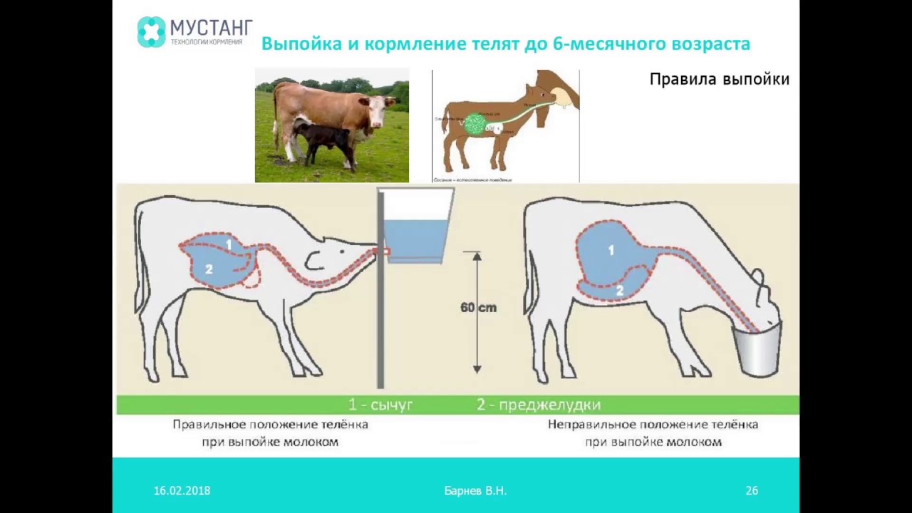 Месячным телятам можно давать