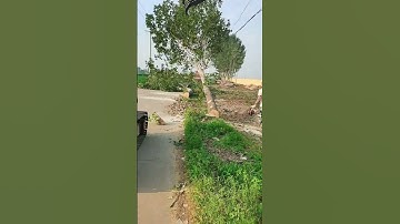 Controlled Tree Felling Using an Excavator Grapple