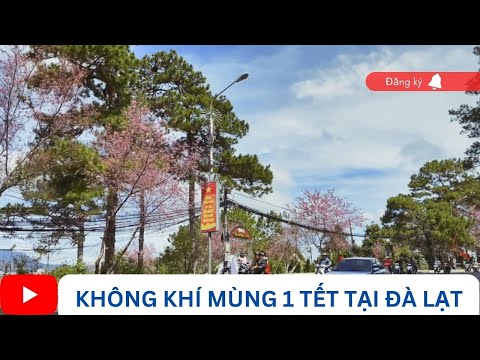 CUỘC SỐNG Ở ĐÀ LẠT: KHÔNG KHÍ ĐÀ LẠT MÙNG 1 TẾT QUÝ MÃO 2023, MỌI NGƯỜI RỘN RÀNG ĐI NGẮM MAI ANH ĐÀO