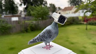 BEWARE OF THIS PIGEON