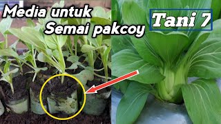 Cara semai sawi/pakcoy dengan daun pisang | Tani 7