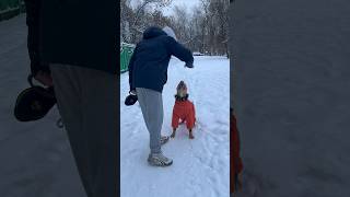 Утро собачника 1 января 💫🎄 #рекомендации #догблог #семейныйканал #топ #юмор