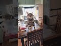 猫に「ニャ」って言った結果