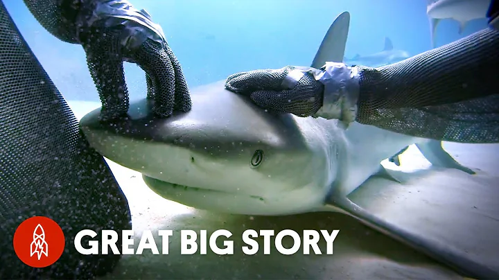 How One Diver Became the Mother of Sharks