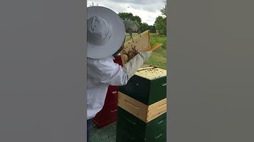 Beginners Guide to Extracting Honey