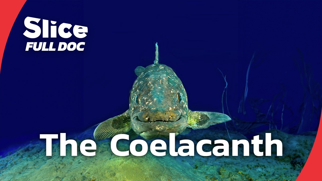 The Coelacanth: Ancient Fish That Defied Extinction | FULL DOCUMENTARY