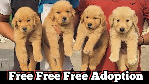 Today Adoption Dark Golden Retriever Puppies  2023 || Free Adoption Golden Retriever Puppies  2023🤩🤩