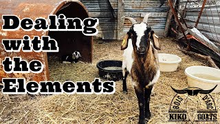 Kiko Goats in Cold  Wet Weather | We Will Get Through This | Goat Farm
