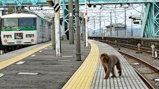 根府川駅にサル！