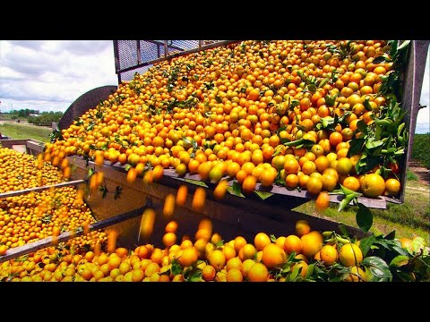 Video: ¿Quién vende espirales naranjas?