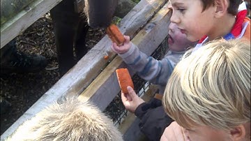 32nd Bristol (1st Whitehall) Scout Group, generic promotional video