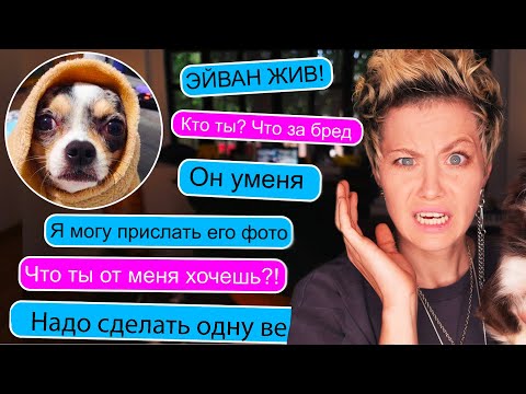 ЧТО СКАЗАЛ МНЕ НЕЗНАКОМЕЦ В ПЕРЕПИСКЕ ПРО МОЮ СОБАКУ?