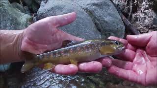 Èh Ma Dove Pesca Il Frani È Facile Pesca A Mosca E Cerco La Mia Canna Perduta