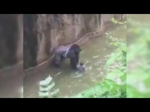 Vídeo: Harambe era um gorila de costas prateadas?