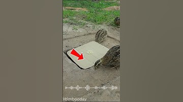 Auto-Closing Bird Trap in 3 Seconds – Amazing Build!#Trap #BirdTrap  #shorts #shortvideo #bimbooday
