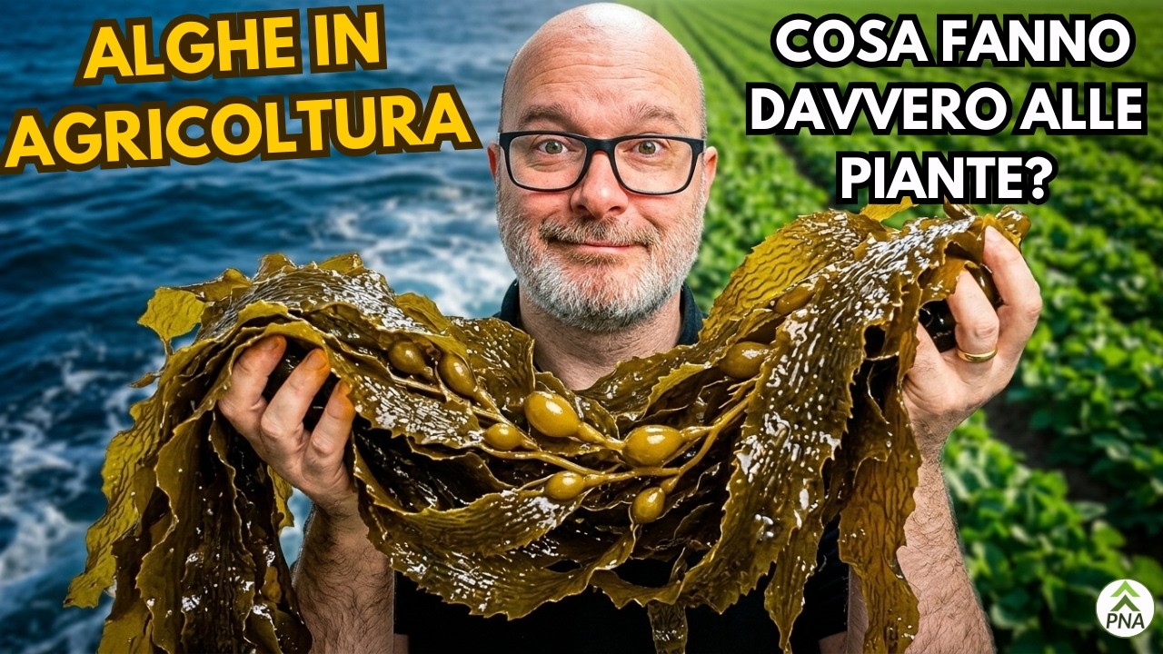 Alghe in agricoltura: cosa fanno davvero alle piante?