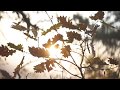 🍂🍂 Autumn Hikes @ Saxon Switzerland  | Germany 🍂🍂