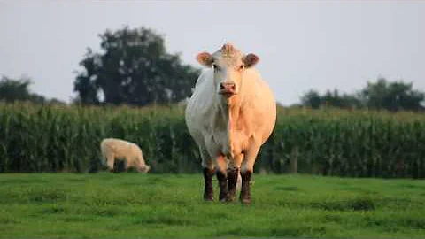Make the Moove